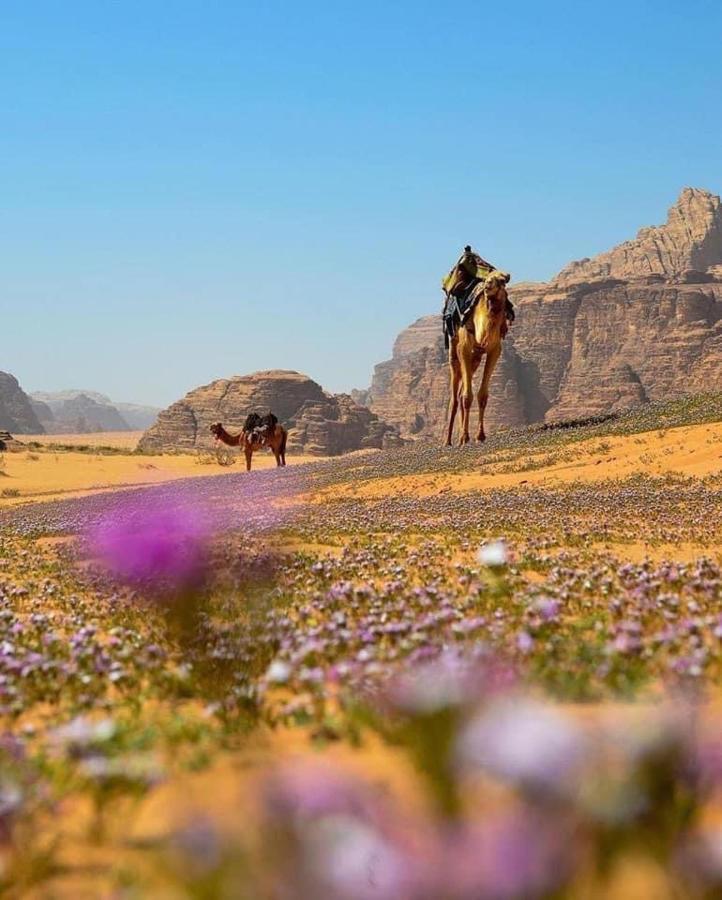 Salma Desert Camp Вади Рум Екстериор снимка